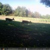 Trail Cam Bucks Sept 18 2015