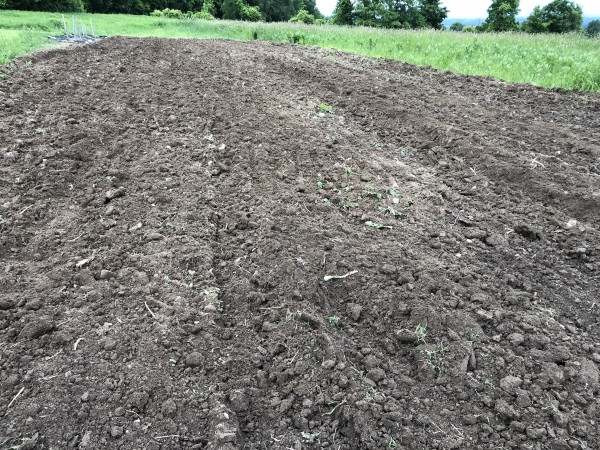 Planted Pumpkin and Ghord Patch