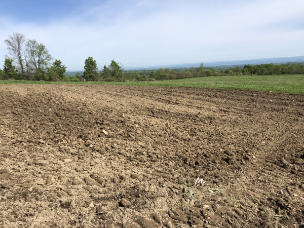 Planting Farm Garden 2019